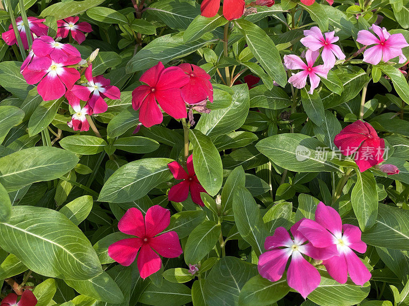 粉红色开花的Sadabahar /马达加斯加长春花植物(Catharanthus roseus)生长在花盆中，展示在花园中心，绿色叶子背景，重点在前景，高架视图